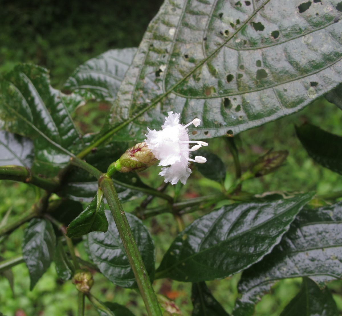 Strobilanthes thwaitesii T.Anderson